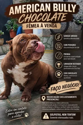 Oportunidade Única American Bully Fêmea PREENHA