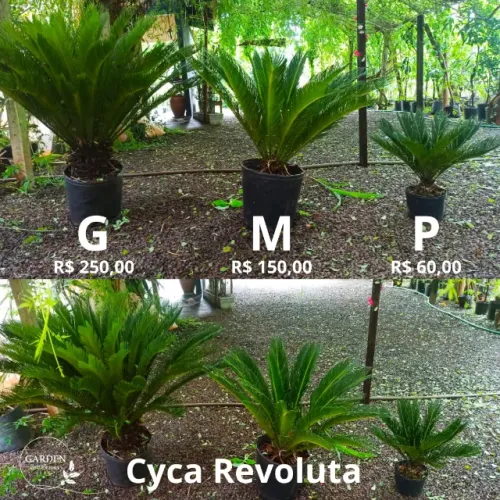 Palmeira Cica Revoluta