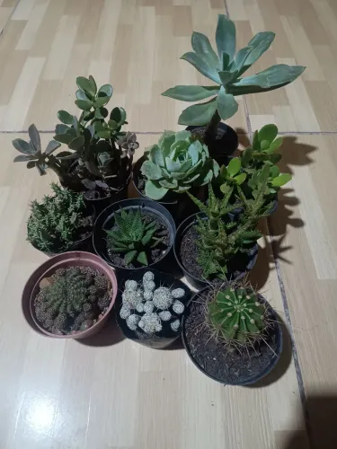 10 suculentas e cactus pt 11 Nenhuma repetida 