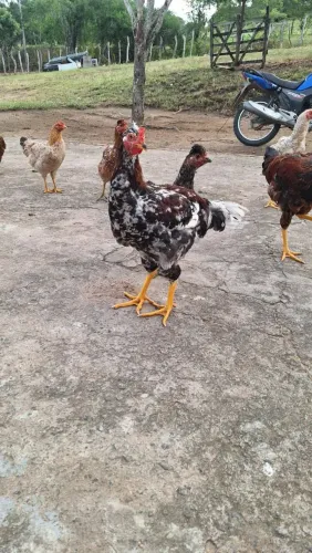 Frango Macho GSB - Galinha Sertaneja Balão de Baixa Grande 