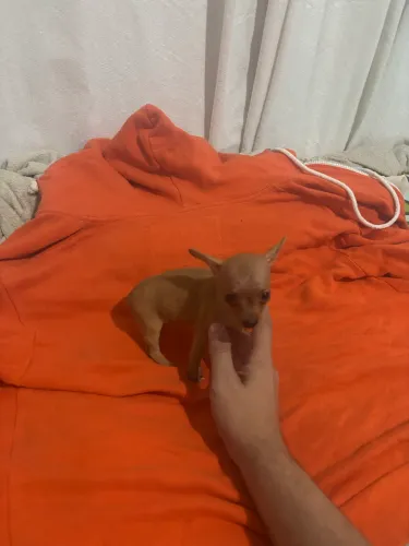 Pinscher fêmea 