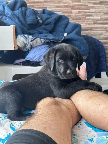 Filhotes de Labrador Retriever