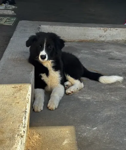 Border Collie