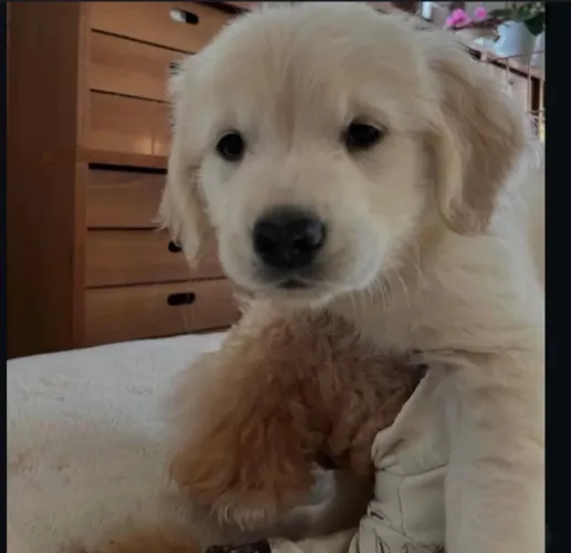 Filhote Golden Retriever - Amor em Forma de Cão