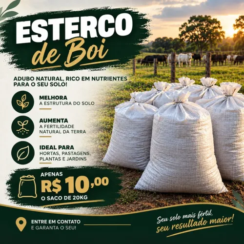 Estrume de boi