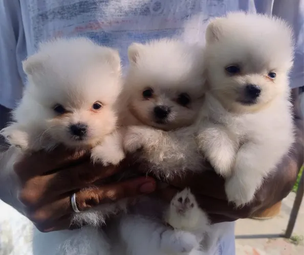 3 lulu da pomeranea fêmea com 48 dias vacinadas 