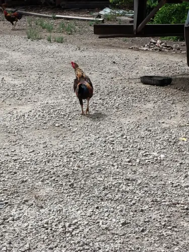 Galo e galinha