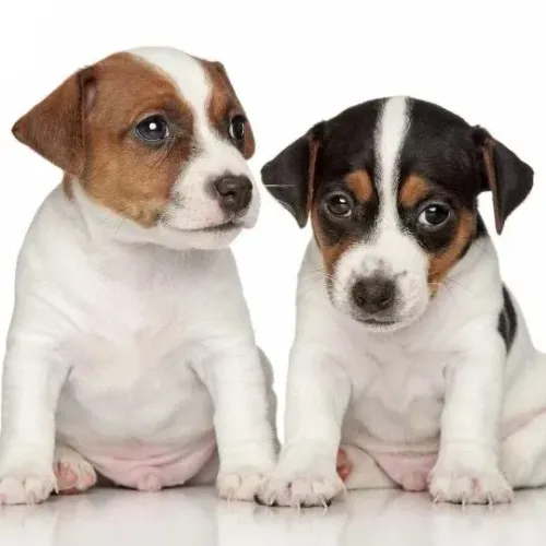 Jack russel terrier 