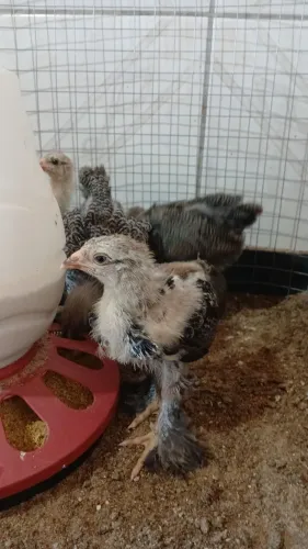 Pintinhos Brahma