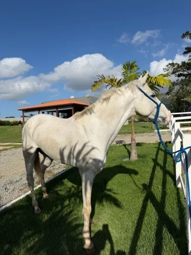 Cavalo quarto de milha