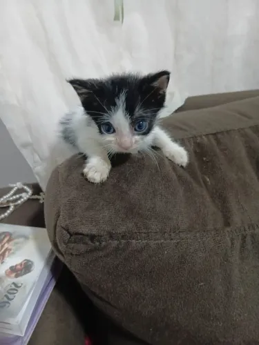 Gatinhos para Adoção
