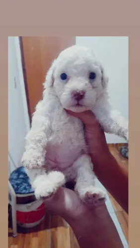 Vende-se poodle fêmea