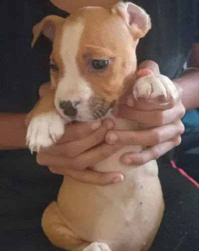 Filhote de Pitbull (Macho)