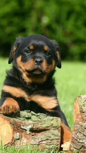 Filhote de Rottweiler cheio de energia e amor.