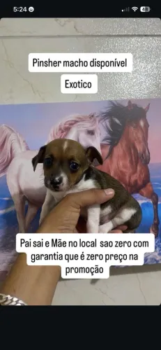 vendo pinscher zero com garantia que e zero se não for devolvi o dinheiro pais no local n0