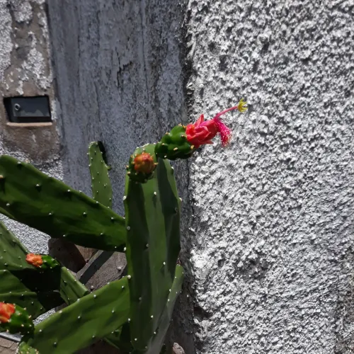 Planta