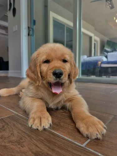 Golden Retriever maravilhosa