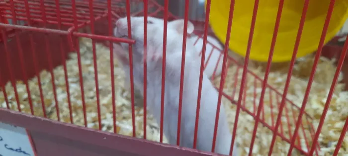 Hamister