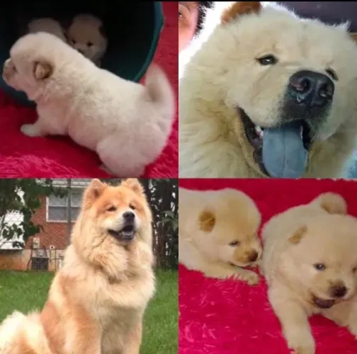 Vendo filhotes de Chow Chow.Machos e Fêmeas disponíveis