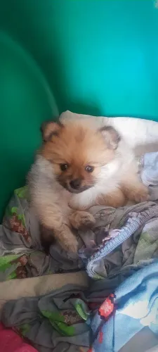 Lindo filhote de Spitz a venda
