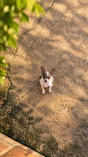 Pinscher