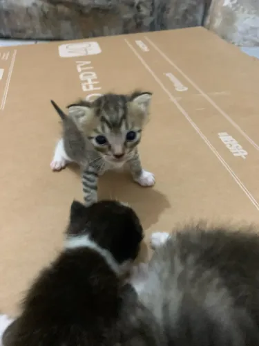 Gatinhos fofos para doação 