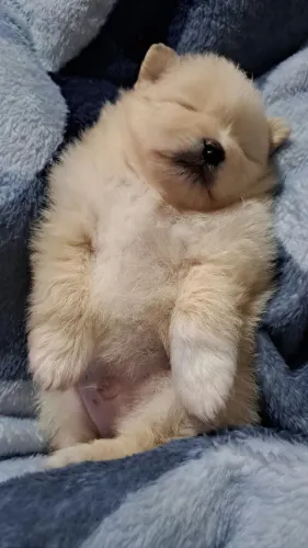 Filhote de Lulu da pomerania