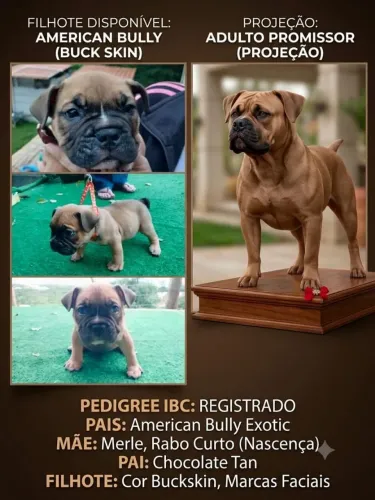 American Bully Exotic