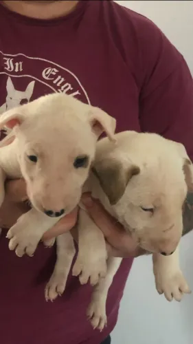 Disponível hoje! Filhotes de Bull Terrier - Chame no WhatsApp para reservar.