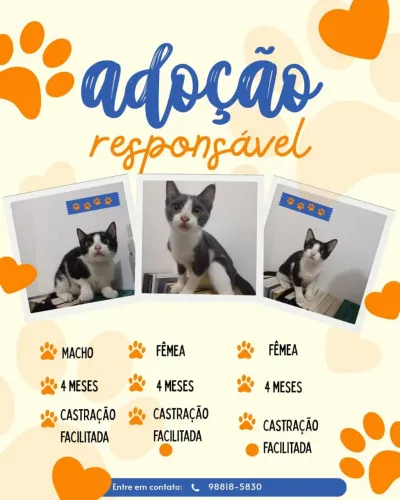 Adoção de gatos 