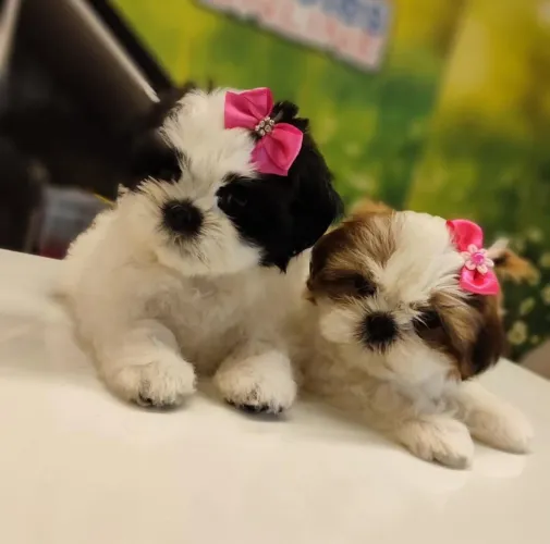 Shih tzu Fêmea Disponível!! Garanta a sua.