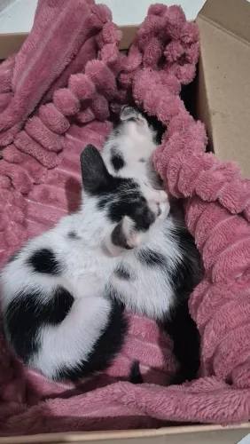 Gato para adoção