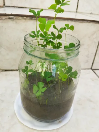 Terrário trevo ? folhas