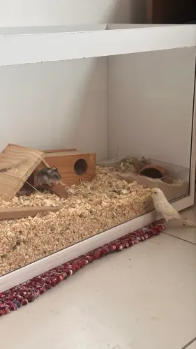 DOAÇÃO RESPONSÁVEL - HAMSTER-ANÃO-RUSSO