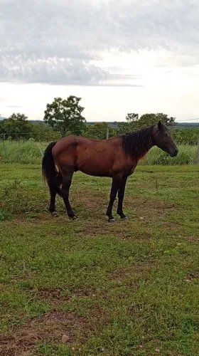 Cavalo e éguas 