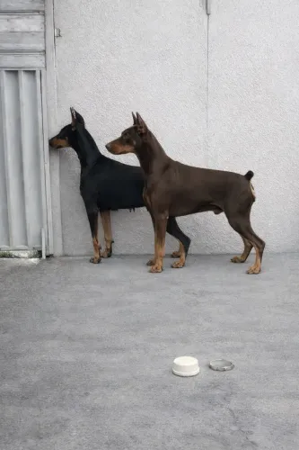Últimos filhotes de Doberman alto padrão!