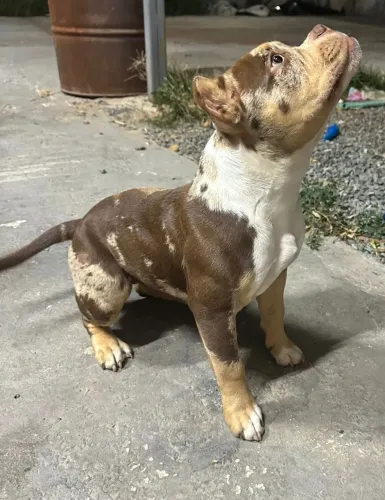American Bully Pocket fêmea 6 mês