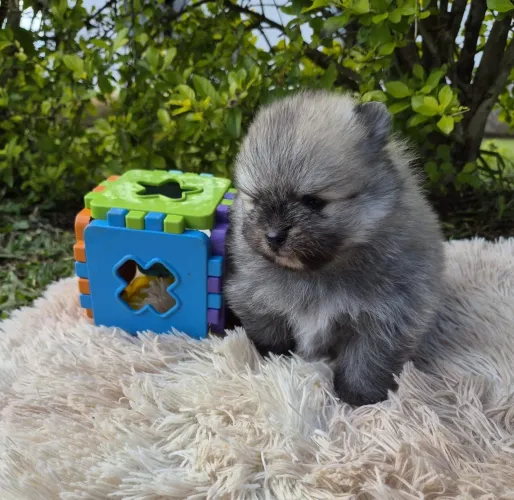 Lulu da pomerania 