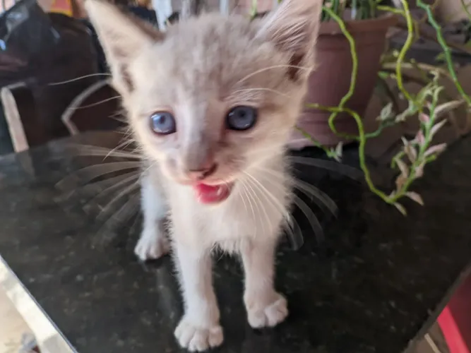 Adoção de gatos