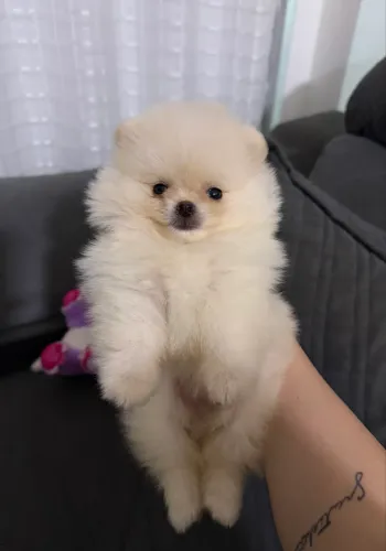 Último machinho lulu da pomerânia disponível