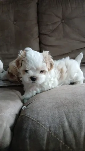 Cachorro shitzu com Lhasa apso