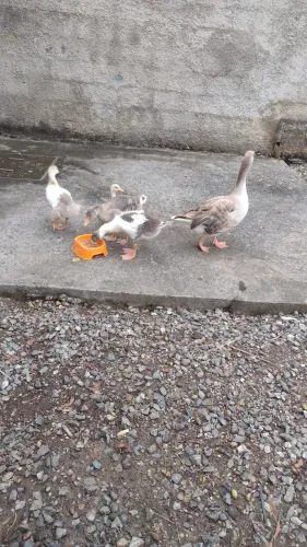 Vendo gansos e filhotes