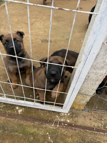 Vendo filhotes pastor belga Malinois 