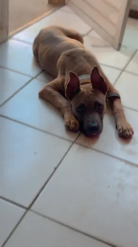 Estou doando um filhotão macho 4 meses