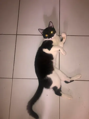 Adoção responsável de gatinho frajola. 