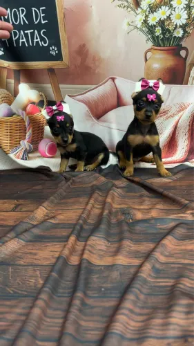 Pinscher 00