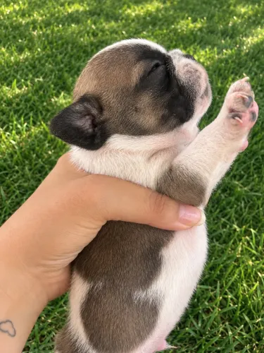 Filhote de bulldog francês