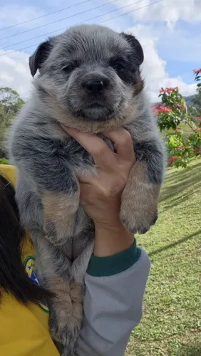 Filhote de Blue Heeler, Australian Cattle Dog, Boiadeiro Australiano 