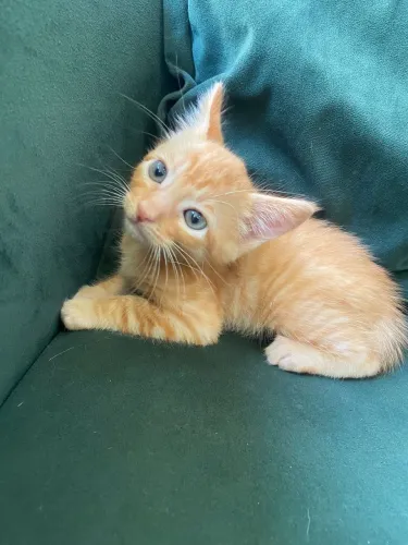 Gato vacinado 4 meses 