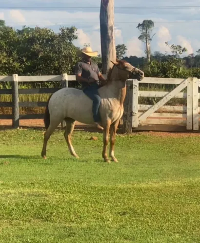 Vendo Égua Quarto de milha Appaloosa 